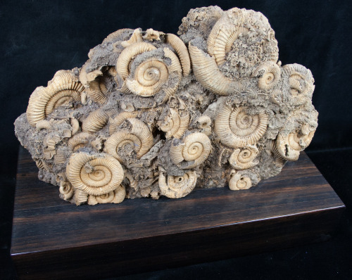 fossilera:A large cluster of Dactylioceras ammonite fossils from Germany mounted on a solid (heavy) ebony wood base.  The entire cluster is about 10 inches wide and 7 inches tall (not including the base)  A very aesthetic display piece.View pricing