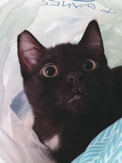 My kitty Maverick has the biggest and most precious eyes!!! Also he likes sitting in bags >_>