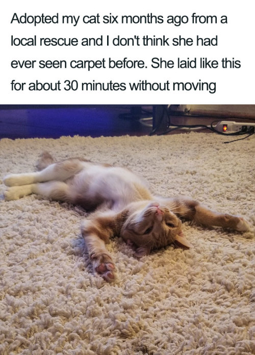 nightfall-in-winter: rubyrosettared: awesome-picz: Wholesome Cat Posts That Will Hopefully Make Y