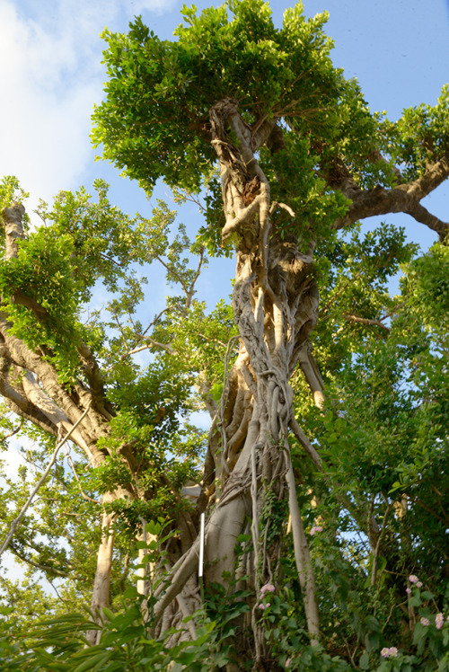 Banyan Tree / 榕树 / ガジュマルの木 &gt;  flickr Ver.