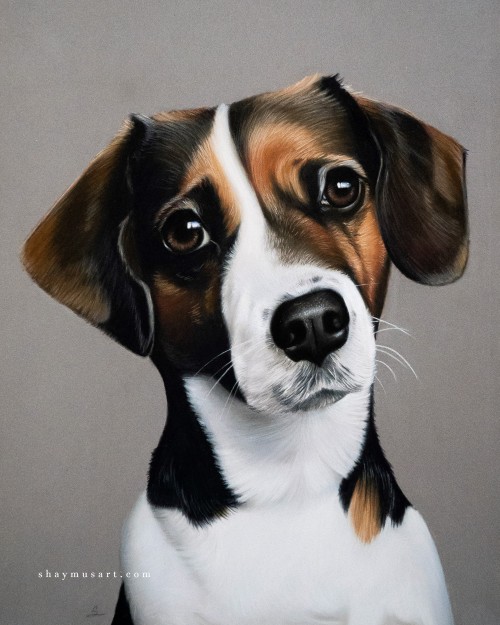 shaymusart: Hi there, my name is Shay and I have recently started a pet portrait art business after 