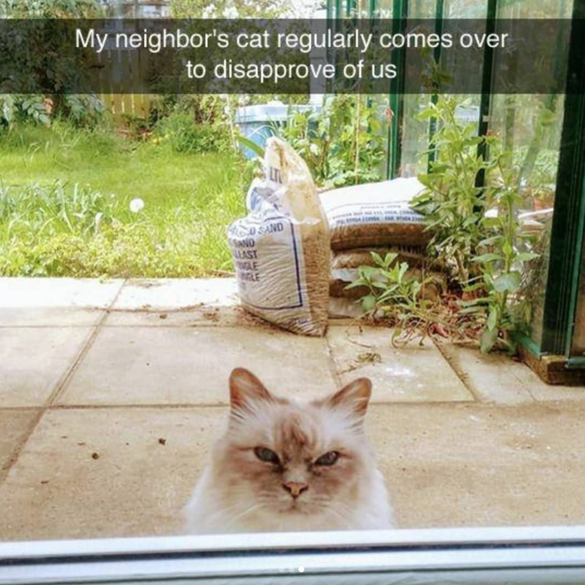 babyanimalgifs:  cat &amp; dog snaps