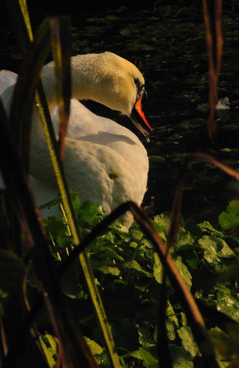 Mute Swan - A Private View.Early This Morning Along The Weaver River Bank.Cheshire, England   Septem