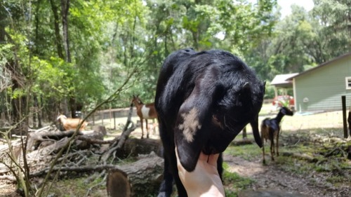 kuttithevangu:She’s tallShe has such a good time on the logs