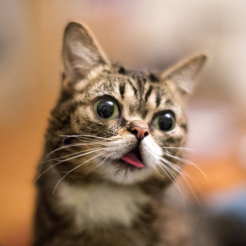 bublog:BUB contemplates her own magnificence.