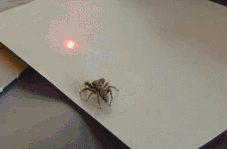 carlosvlstr:  A collection of animals chasing laser pointers, featuring…