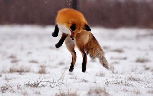 fuckyeahfoxfriends:  wild-ish:  Foxes are just fucken ridiculous  I love reblogging photosets like this. 