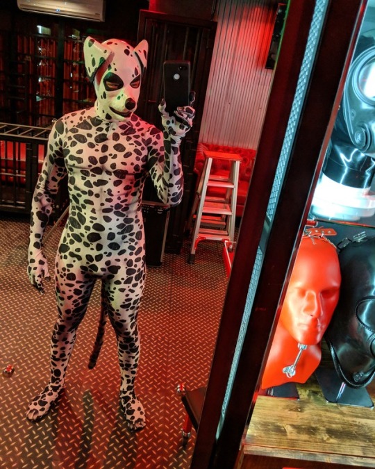 rubberforfun:  #Petsuit by Forfun Custom made spandex bodysuit. All pets design available. More detail soon www.forfun.storeIf you need right now email info@forfun.store#rubber #latex #fetish #bdsm #bondage #playroom #redroom #rubberforfun #forfun #puppy