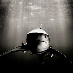 instagram:  How I Shoot: Underwater Shark