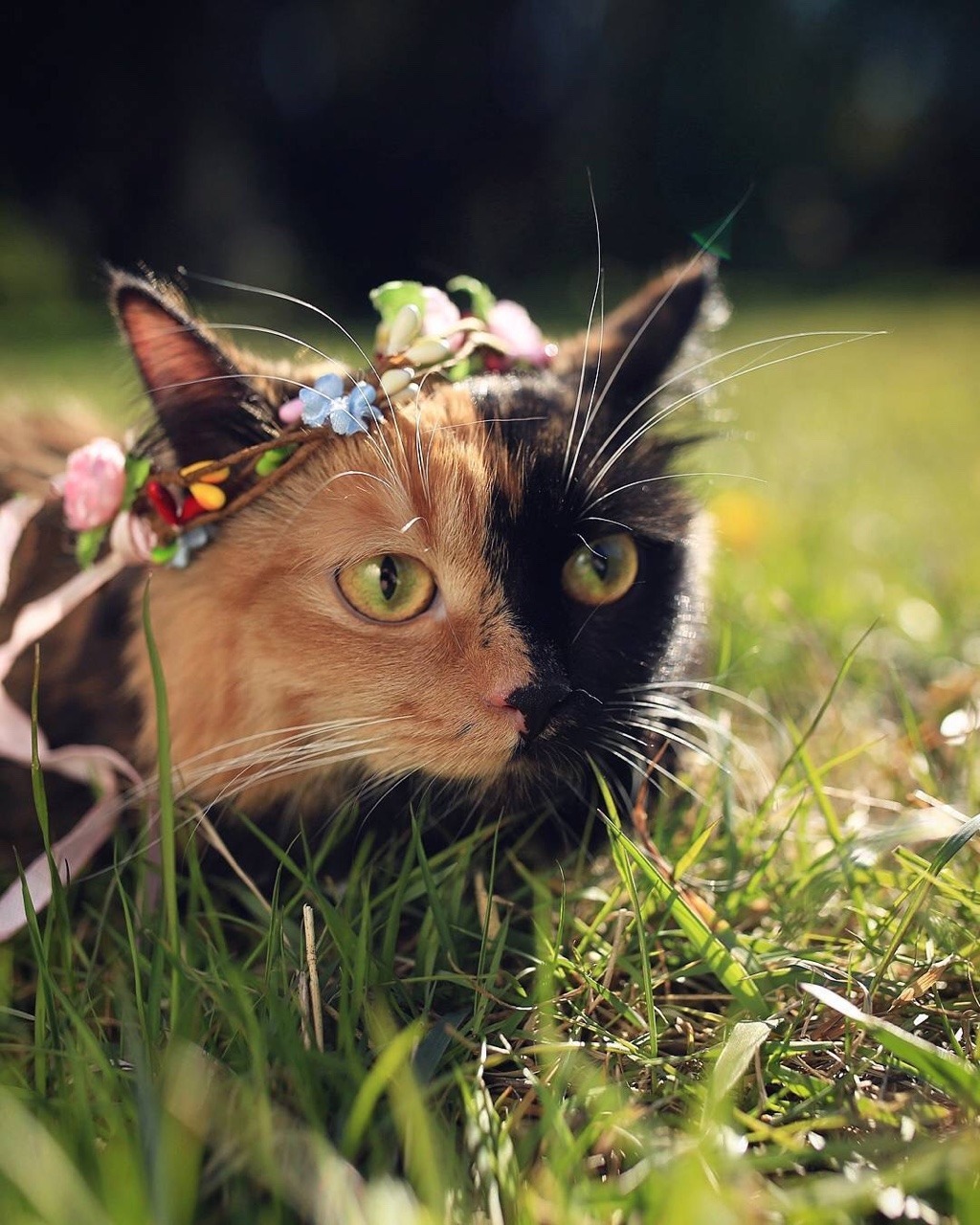 cutest-animals-here:  (Source)