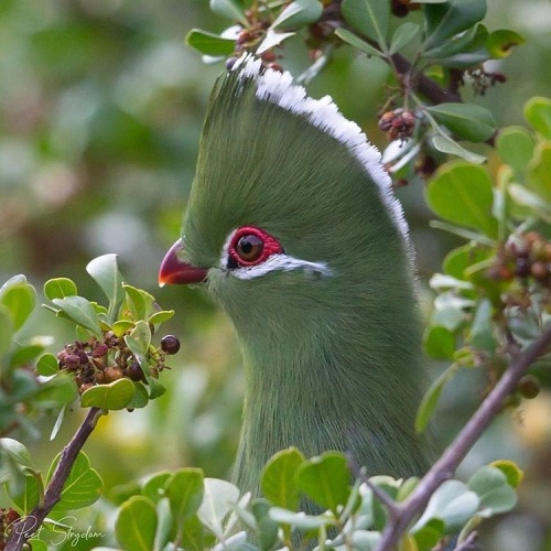 trashzy:Knysna Turaco