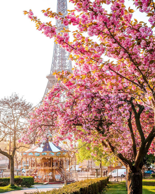Blooming Paris | by bakemetoparis