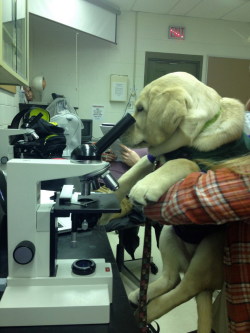 yall:  babyferaligator:  its a science lab in a science lab  BUT PROPER LAB ATTIRE INCLUDES GOGGLES  Have you ever put glasses on a Lab? I assure you, it is difficult, and they will fall off. The same applies to goggles.