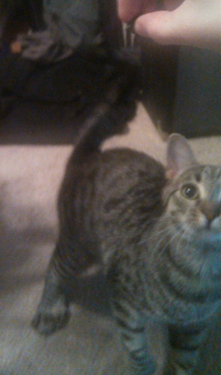 kittiesntitties.tumblr.com/post/121474190752/