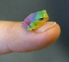 queerlove:  reblog the gay frog in 30 seconds