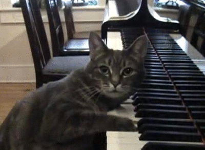 urone:  Cat Gif - Search in a Giphy
