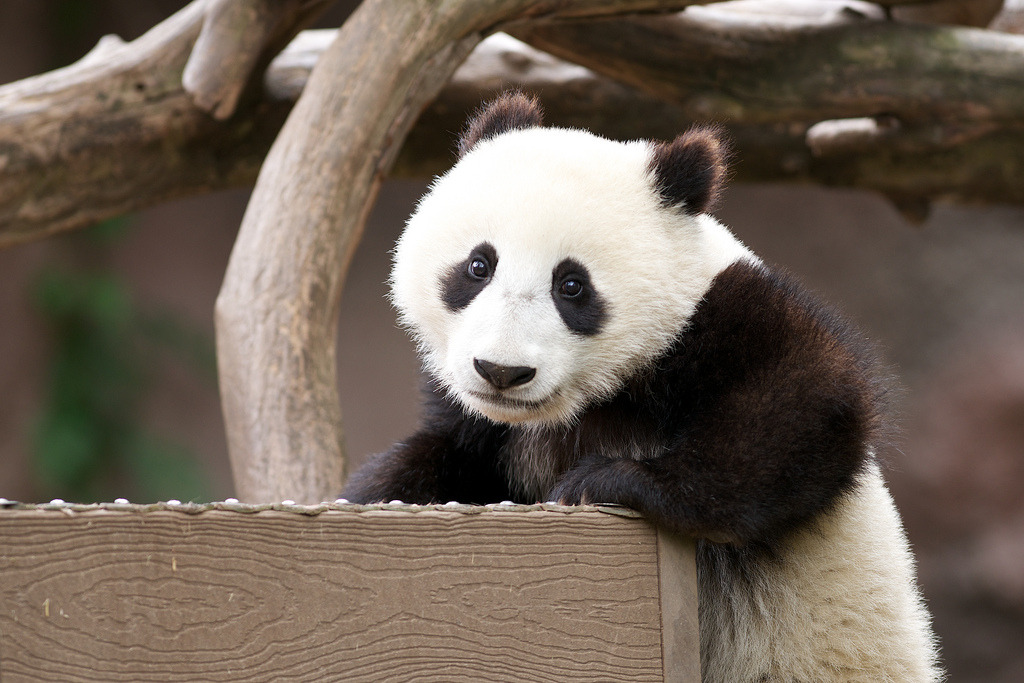 giantpandaphotos:  Xiao Liwu at the San Diego Zoo in California, USA, on June 8,