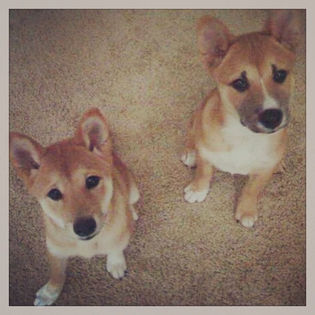 I guess it&rsquo;s #NationalPuppyDay so here&rsquo;s a photo of Dagny &amp;
