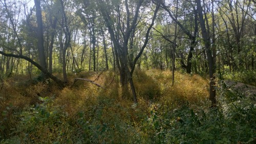 Some Photos Of My Nearby Park, On A Nice October Day.