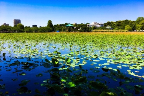 快晴。風あり。月曜日。上野公園お散歩パーフェクト！ 東京都美術館で開催の「プーシキン美術館展」。休館の月曜日を知ってて上野へ。快晴で風あり、こんな気候こそ初夏という今日のような日は散歩に最適。蓮池(不