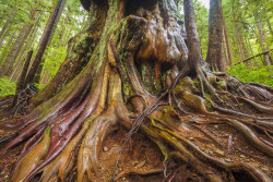 90377:    Carbon River Trails, Mount Rainier National Park, Washington by l_c_m_tt_ www.lucascometto.com  