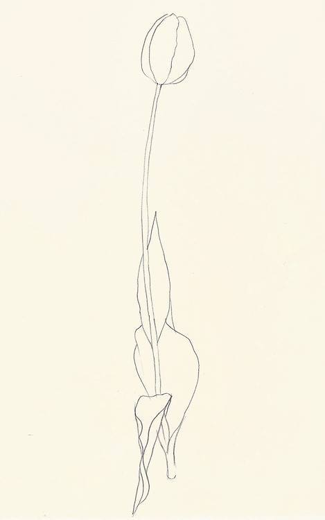 r-diogo:  Ellsworth Kelly · Tulip, Pencil on paper, 1980 