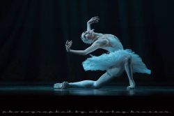 movementaddiction:  Yulia Makhalina – Юлия Махалина, “The Dying Swan”, (Mariinsky Ballet) at 2014 Gala Concert Day of Dance at Rimsky-Korsakov Saint Petersburg State Conservatory - Photographer Nikolay Krusser http://ift.tt/1pz1ijl 