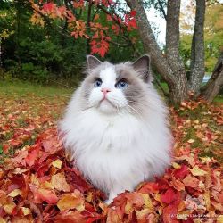 catsofinstagram:  From @aurorapurr: “🍁🍂Blue eyed girls like Autumn because it brings out their eyes!🍂🍁” #catsofinstagram #twitterweek [source: https://ift.tt/2IzOxoa ]