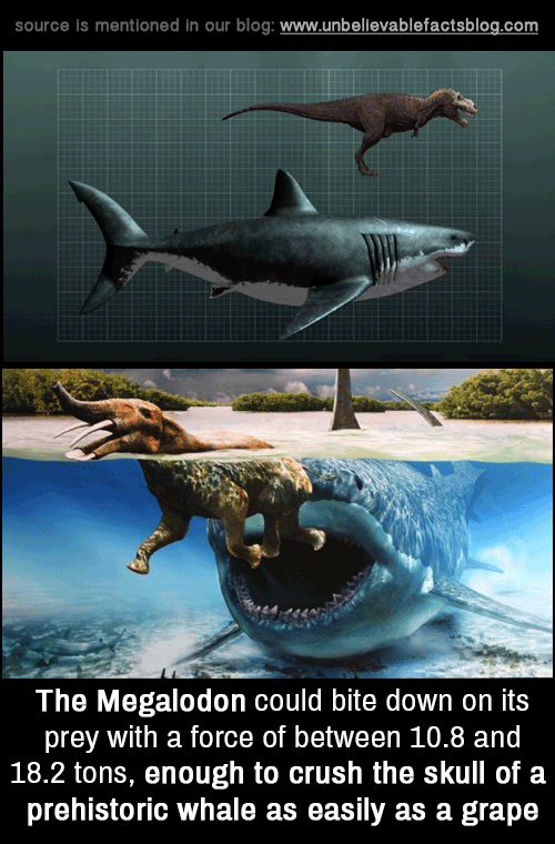 unbelievable-facts:  the Megalodon could bite down on its prey with a force of between
