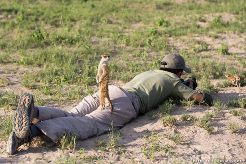 nsart:  vaultnumber713:  I love them they’re wondering what he’s looking for  I LOVE MEERKATS EEE <3