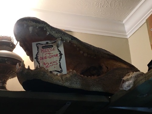 shiftythrifting:I work in an antique store near Tampa, FL, so here’s some gems. (I’m sur