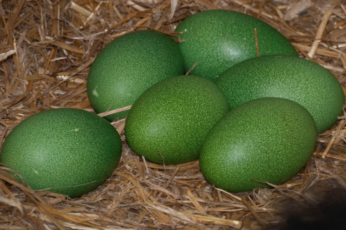 end0skeletal: Female cassowaries lay three to eight large, bright green or pale green-blue eggs in e