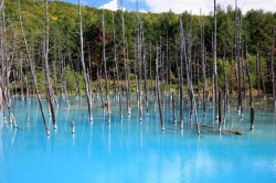 our-strange-yet-beautiful-planet:  The Blue Pond, Japan  The waters in this pond has a striking blue hue due to what people think is from the presence of aluminium hydroxide which reflects the blue light of the sky. Although it’s blue color is what