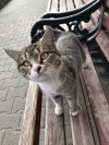 world-of-cats: