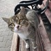 world-of-cats: