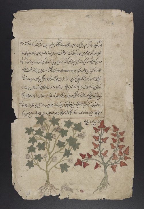 LJS 278 is an illustrated herbal with detailed descriptions in multiple languages of the physical ap