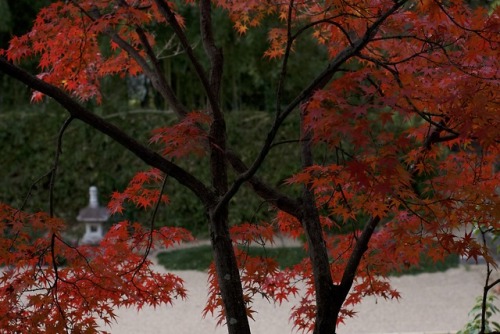 by NikonD7100 in Osaka Japanhttps://www.instagram.com/totophotopot/