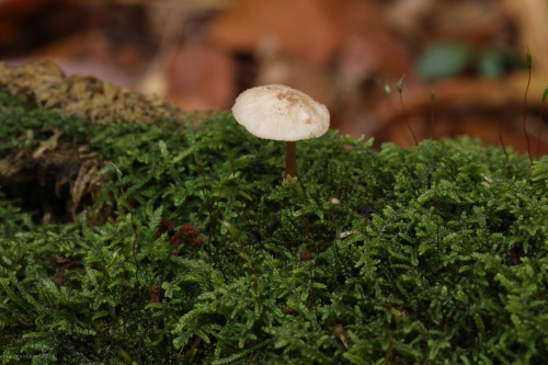 vandaliatraveler:A few mementos from a lovely October afternoon along Glade Run. 