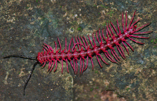 so “metal” , bright pink , smells like almonds A  note from photographer: 2007年にタイで発見された新種の昆虫に多くの人が驚