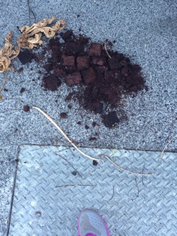 orjasmicliving:  Walking to gym  Find smashed brownies  Everyone’s gone keto