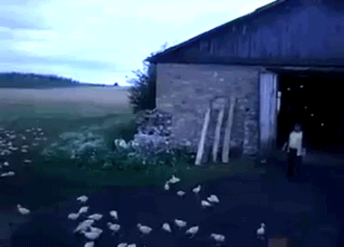 onlylolgifs:  Russian man orders ducks to attention, marches them into barn!
