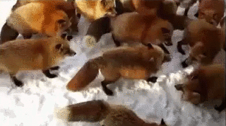 howtoskinatiger:  (Video source) 