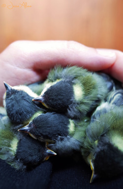 Birdsonly:  Great Tit ~ Kohlmeise ~ Parus Major 5 Great Tits I’m Currently Hand-Raising.