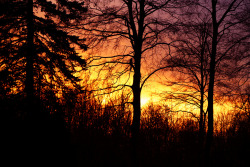 pineandantler:the forest late afternoonthrein ottossen