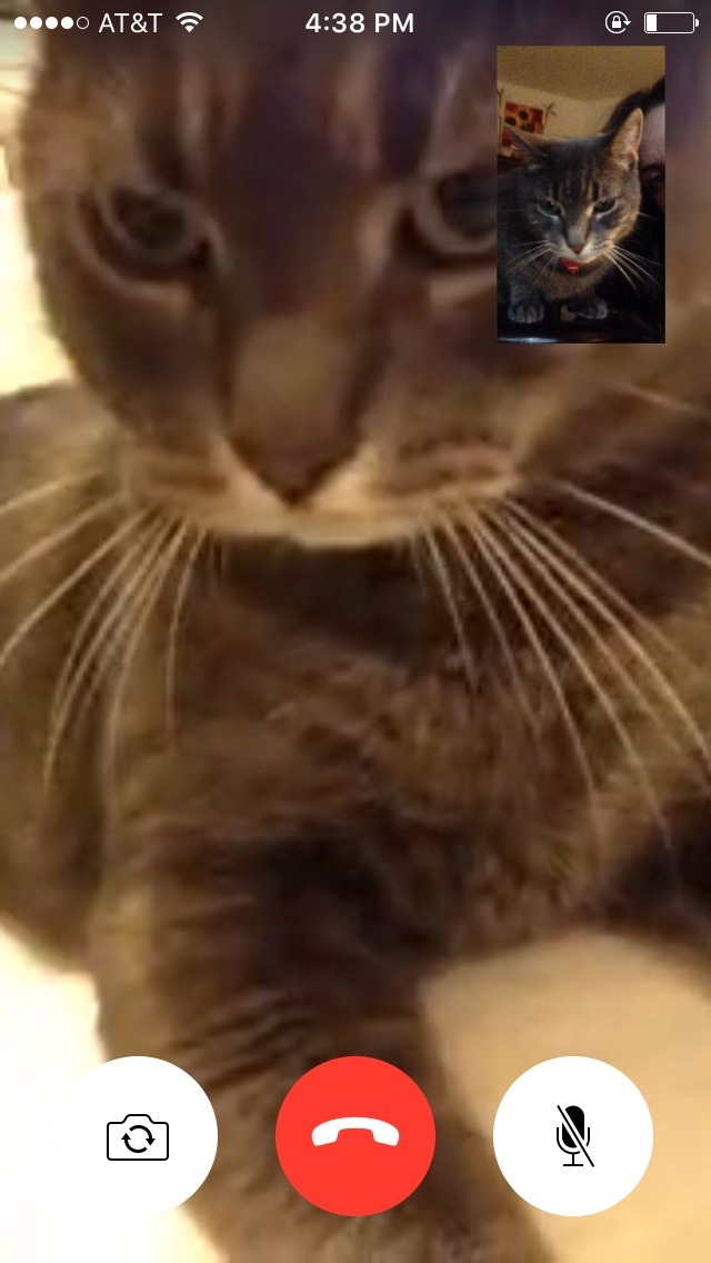 ATTN: Internet
This is my friend’s cat Luke Skywalker FaceTiming his mom Ramona (also a cat).
Resume life.