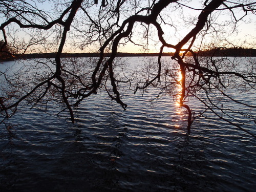 anskupics:Spring sunset