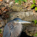 Great Blue Heron (Ardea herodias), soaking up remaining sunlight on a very cold afternoon. Batavia, Illinois. November 13, 2018. (Part 3 of 3. I’m dividing the shots into several posts. See all of them in my Birds album on flickr: https://flic.kr/s/aHsk6bMtrK)