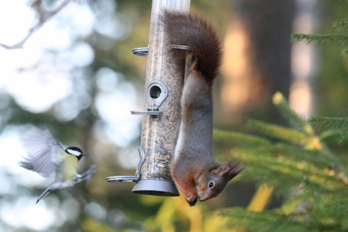 The squirrel’s got the hang of it.