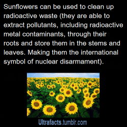ultrafacts:  They also started planting them in Japan after the recent Fukushima nuclear power plant meltdown.  Source+more info Follow Ultrafacts for more facts 