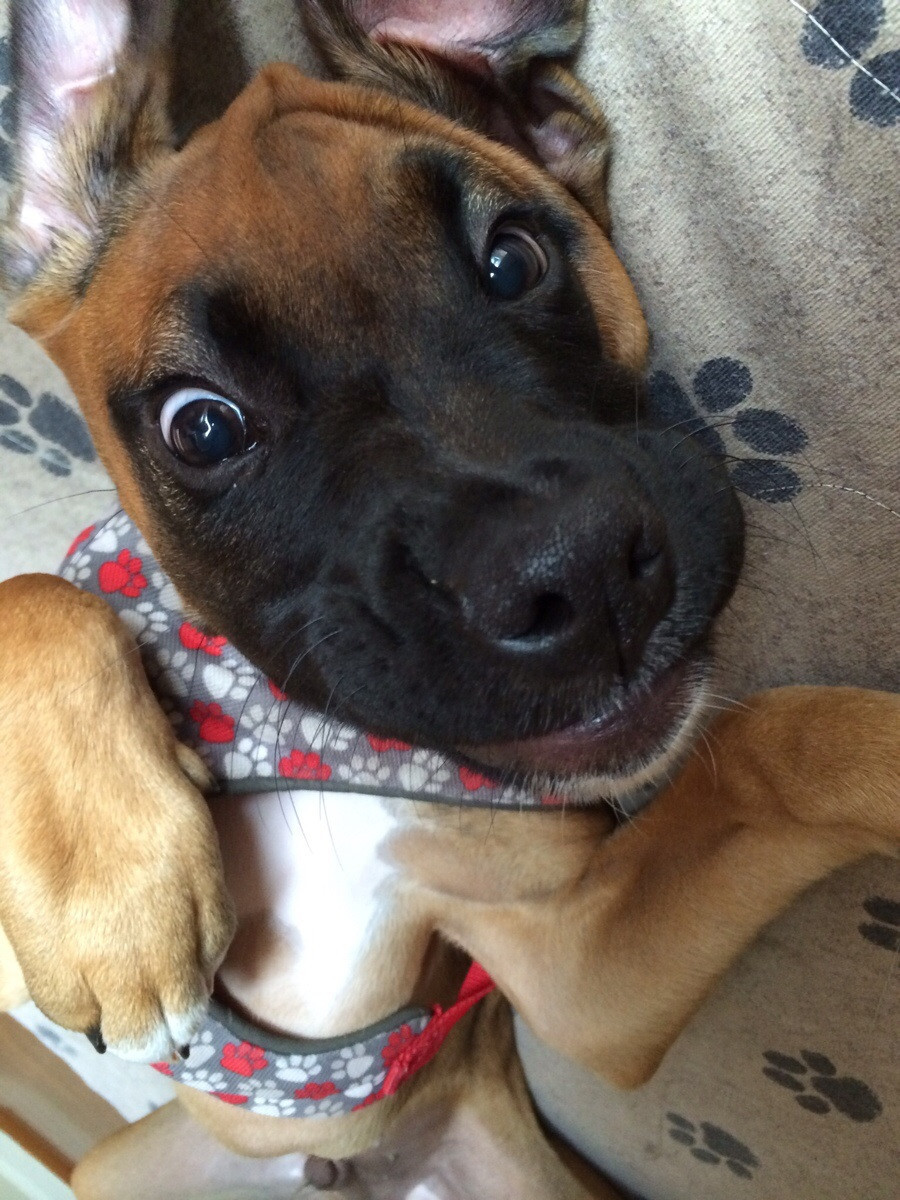 awwww-cute:
“ So I’m puppy sitting this goofball
”